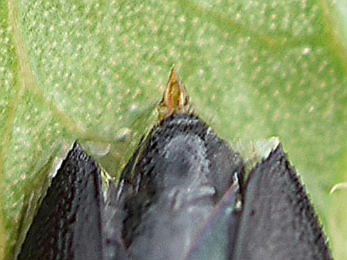 Réf. 268 294 : Melanophila cuspidata